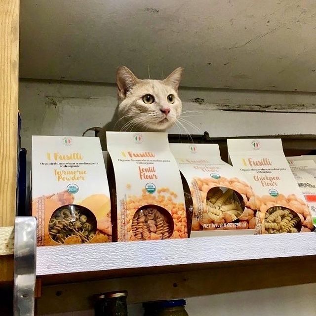 gato tras cajas de galletas ;17 Pruebas de que los gatos siempre hacen lo que quieren 