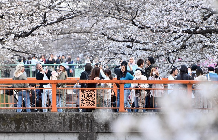Khách du lịch thưởng ngoạn màu hoa anh đào nở sớm nhất Nhật Bản trong 70 năm