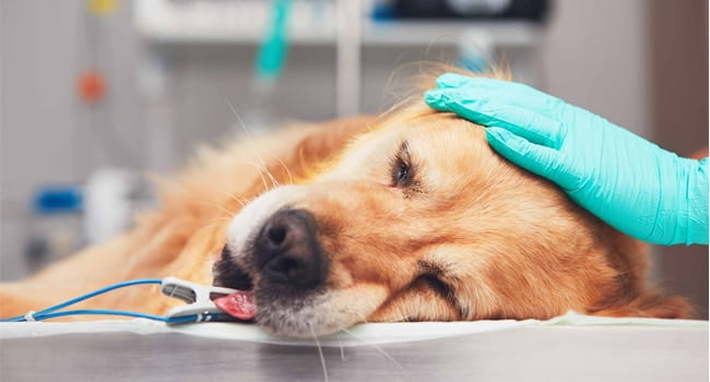 Cách phòng ngừa bệnh áp xe ở chó