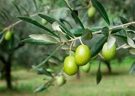 A picture containing grass, outdoor, olive, vegetable

Description automatically generated