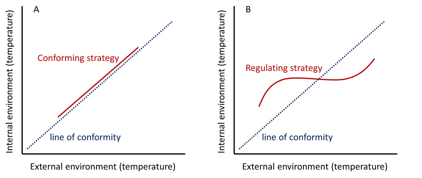 In two graphs, external environment is on the x-axis, and internal environment is on the y-axis. Both axes use the unit of temperature. The graph on the left displays a linear relationship between the two variables, and the graph on the right displays a non-linear relationship. 