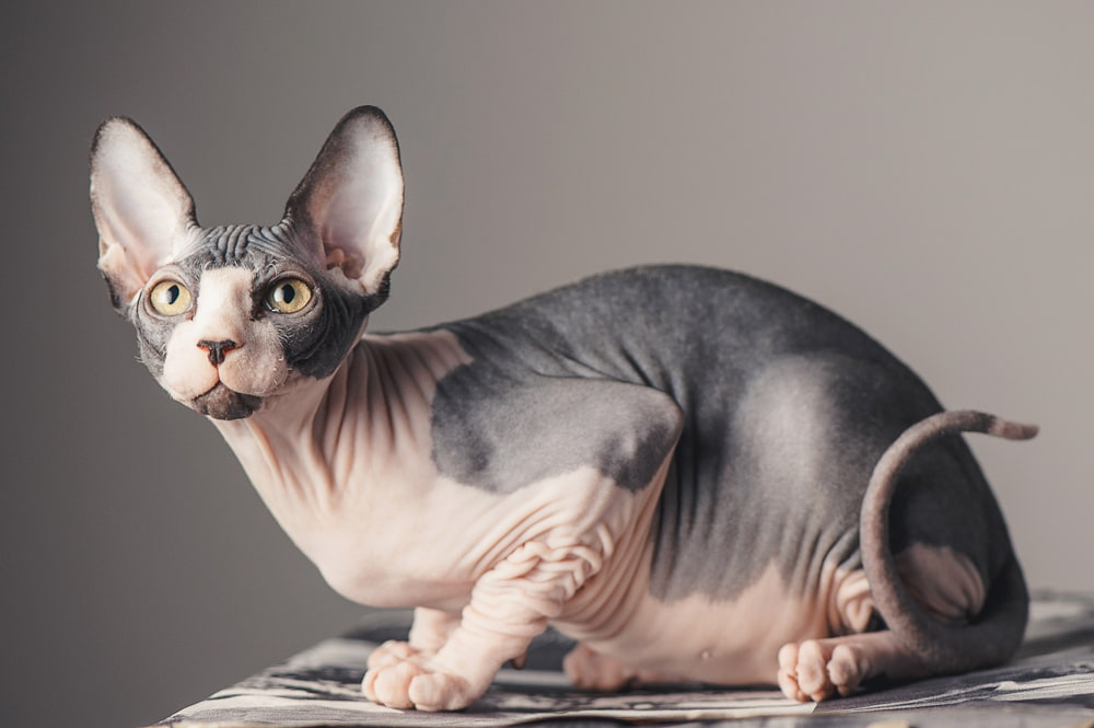 Top 7 Rare Cat Breeds in The World
