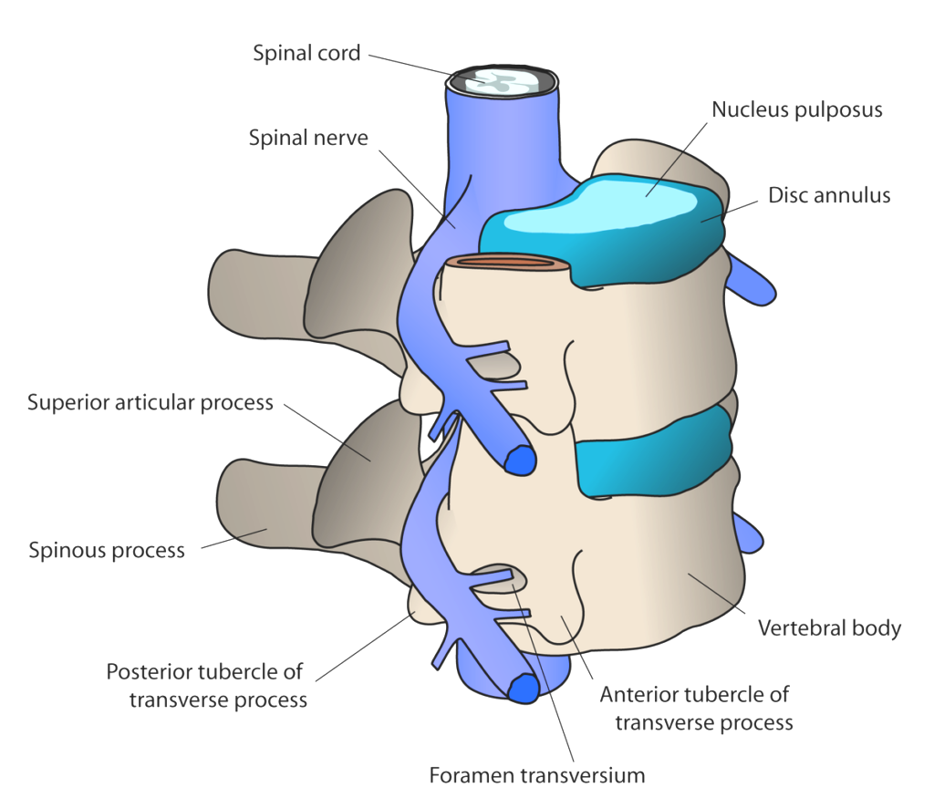 Intervertebral disc structure,spinal nerve