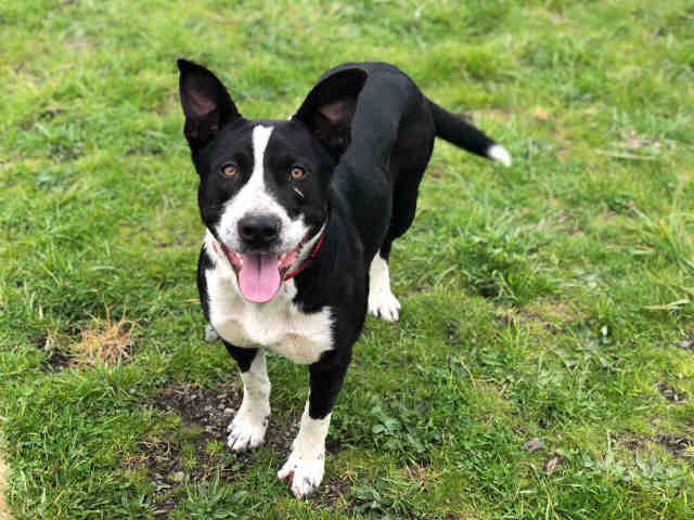 Border Collie Pitbull Mix - Everything You Need to Know