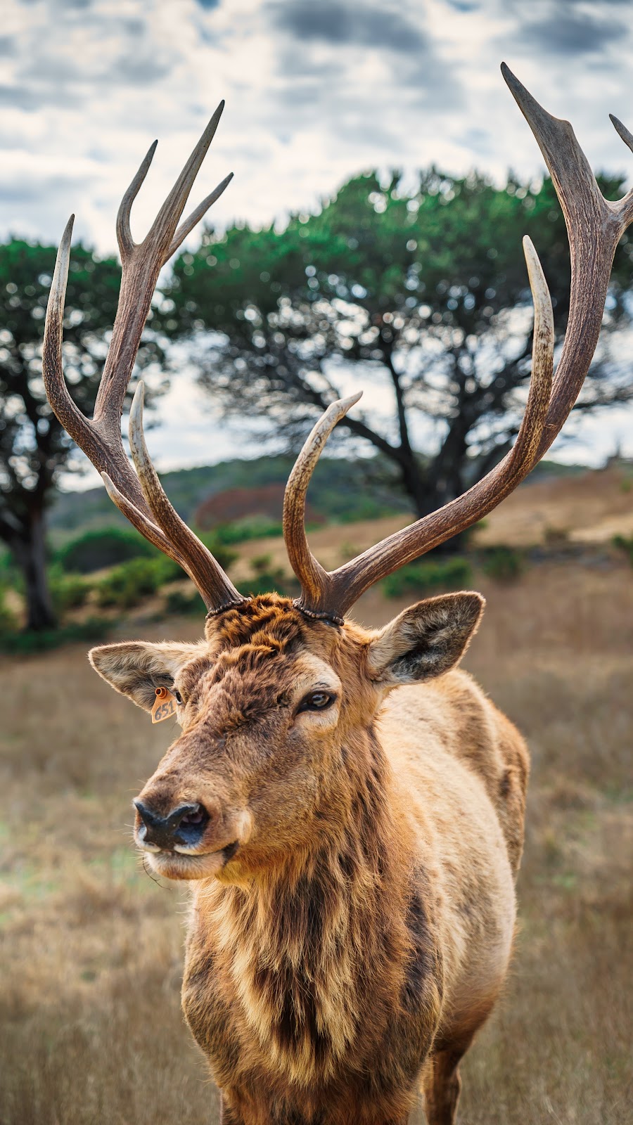 Portrait of antlered animal against slightly blurred background of grass, trees, and a blue sky