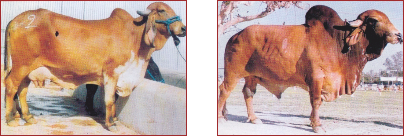 E:\Animal Husbandry\Information & Extention\Mobile App\Animal Images\Cow Gir.png
