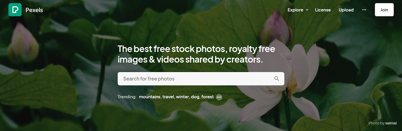 royalty-free photos videos pexels