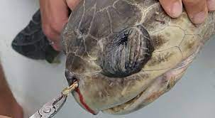 The Turtle That Became the Anti-Plastic Straw Poster Child — Plastic  Pollution Coalition