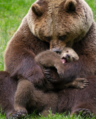 Image result for baby bear