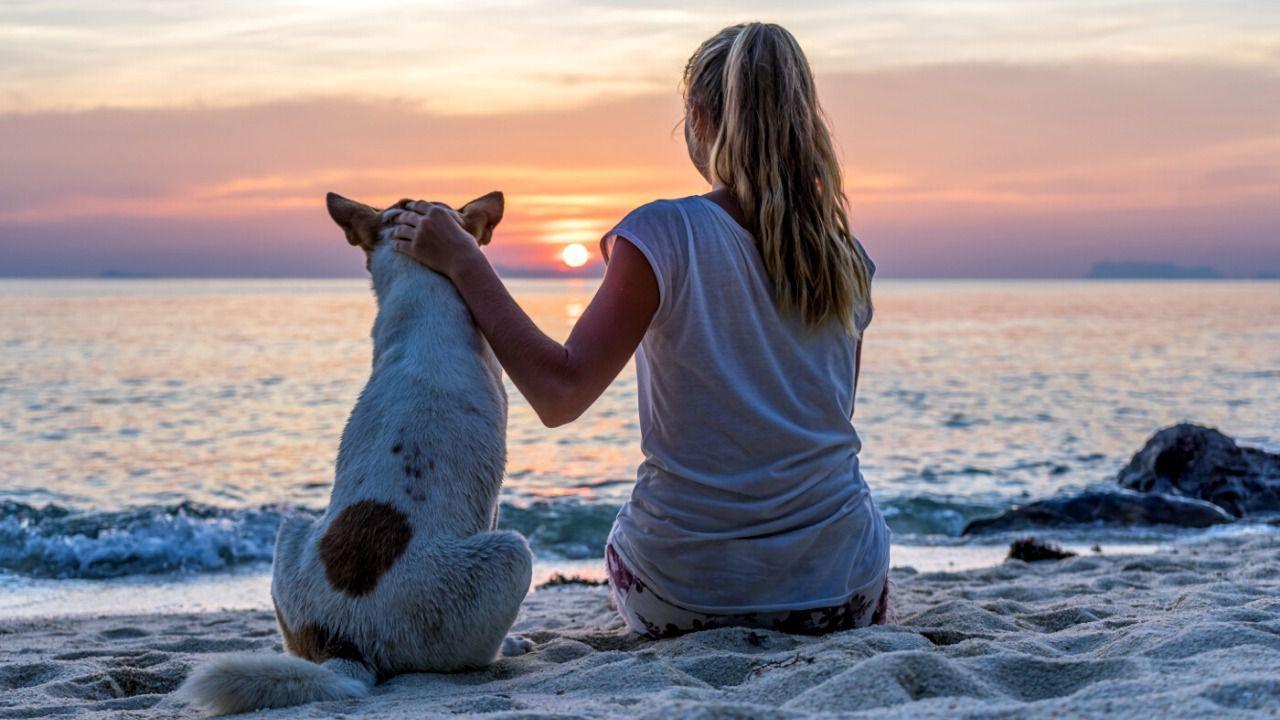 Viajar con mascota, una tendencia que se va abriendo hueco en el mercado  turístico | Inout Viajes