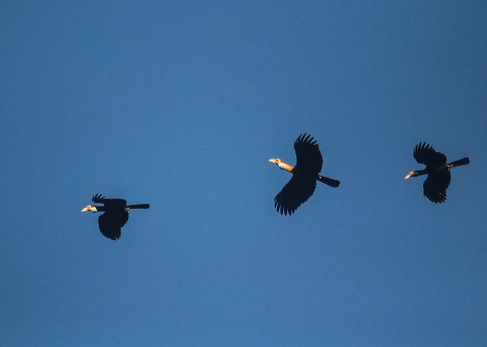 Flock of Sumba Hornbills | Rhyticeros everetti from Laibola hill