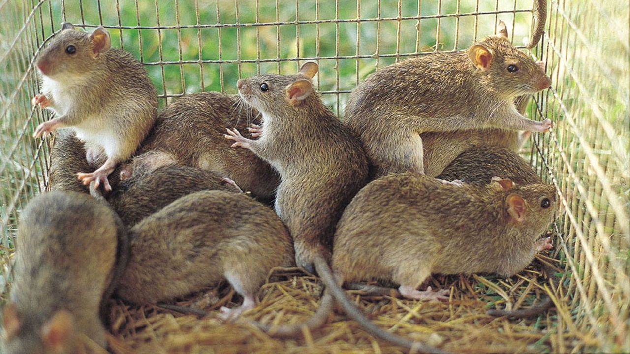 Chuột (Rats)
