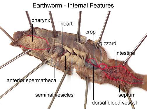 EarthWorm Digestion Dissection Image.jpg