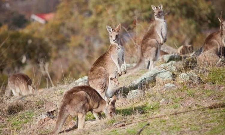 Việc tìm thấy Kangaroo sẽ không khó khăn khi bạn đến Murramarang