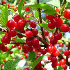 Branch densely packed with red cherries