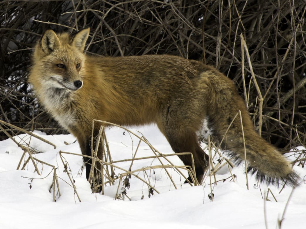 The red fox is just one of the many animals that can make bone-chilling noises in nature.
