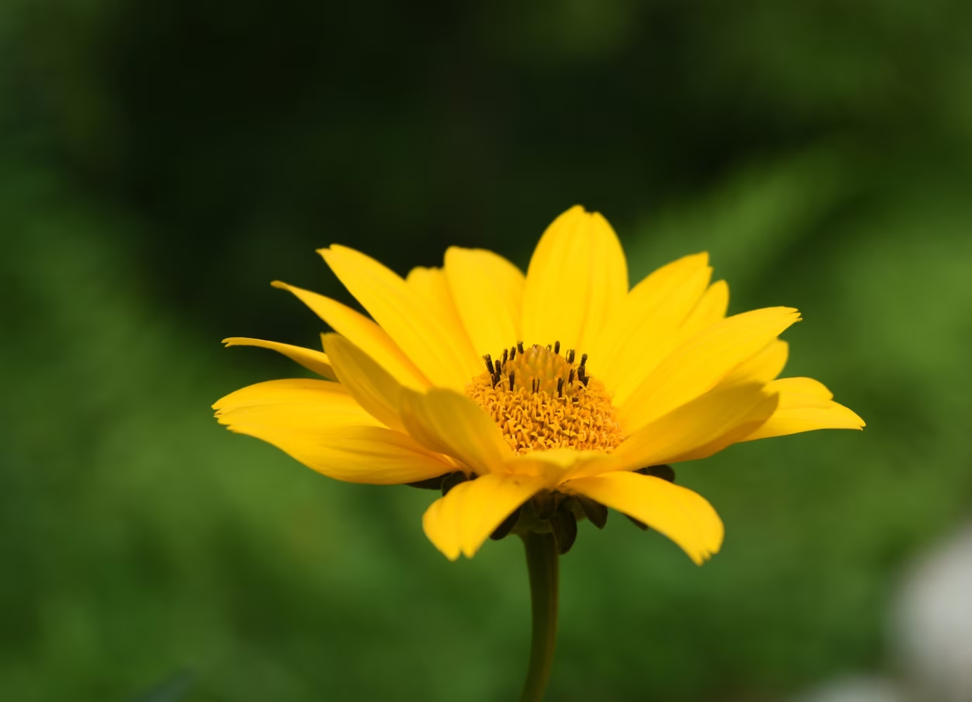 Topinambur – instrucțiuni de cultivare