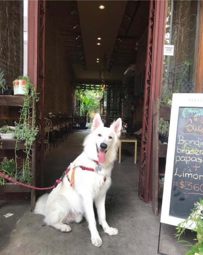 El Patio, un restaurante pet friendly imperdible