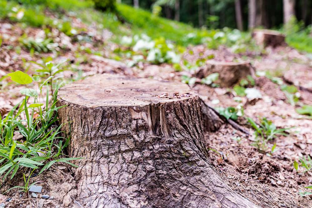 Can stump grinding be done when raining