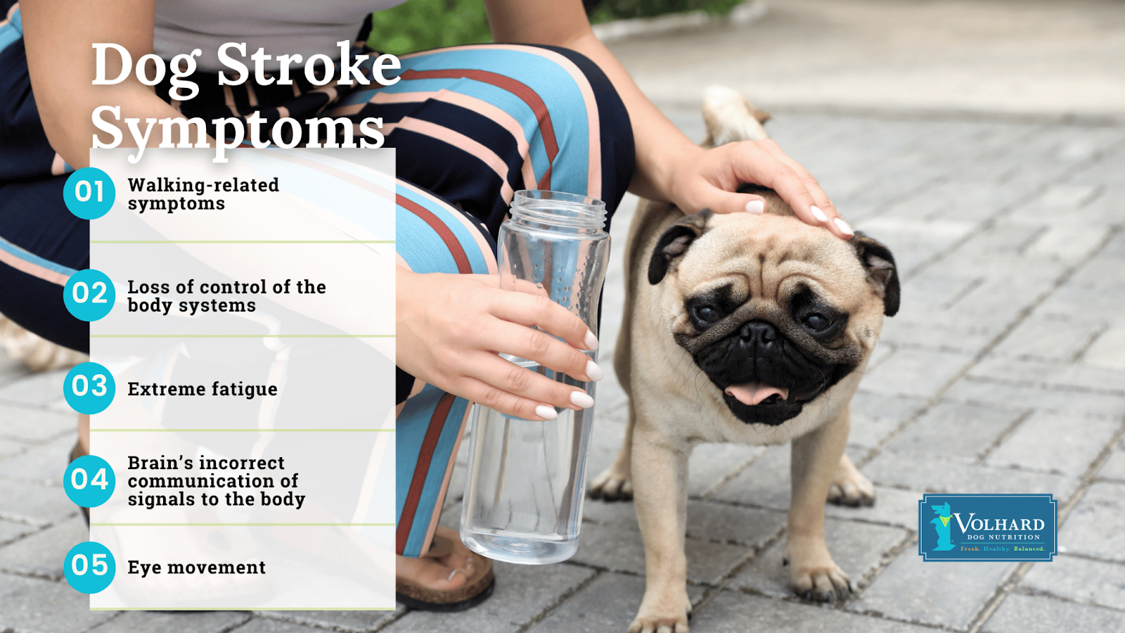 Dog stroke symptoms