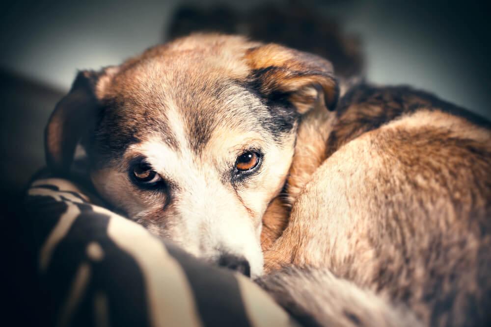 dog curled up in its bed