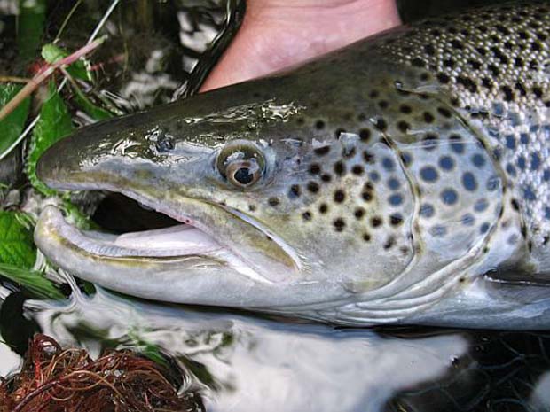Wednesday Fish Facts: What causes KYPE in spawing trout? - Fly Life Magazine