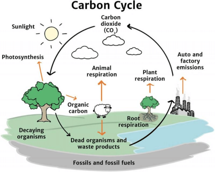 The Carbon Cycle - Farm Carbon Toolkit