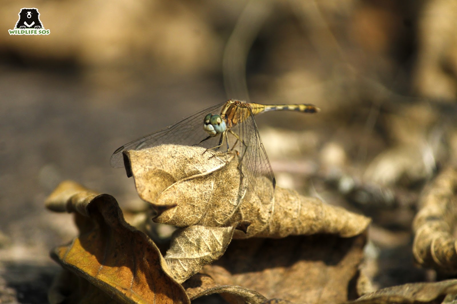 dragonflies come out in monsoon