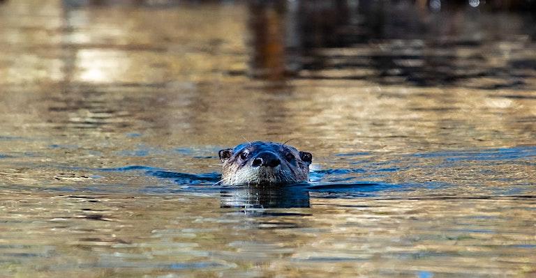 River otters are among the wildlife species that value the agroecology-based rice paddies at Boundbrook Farm. Image courtesy of John Yunker via Unsplash.