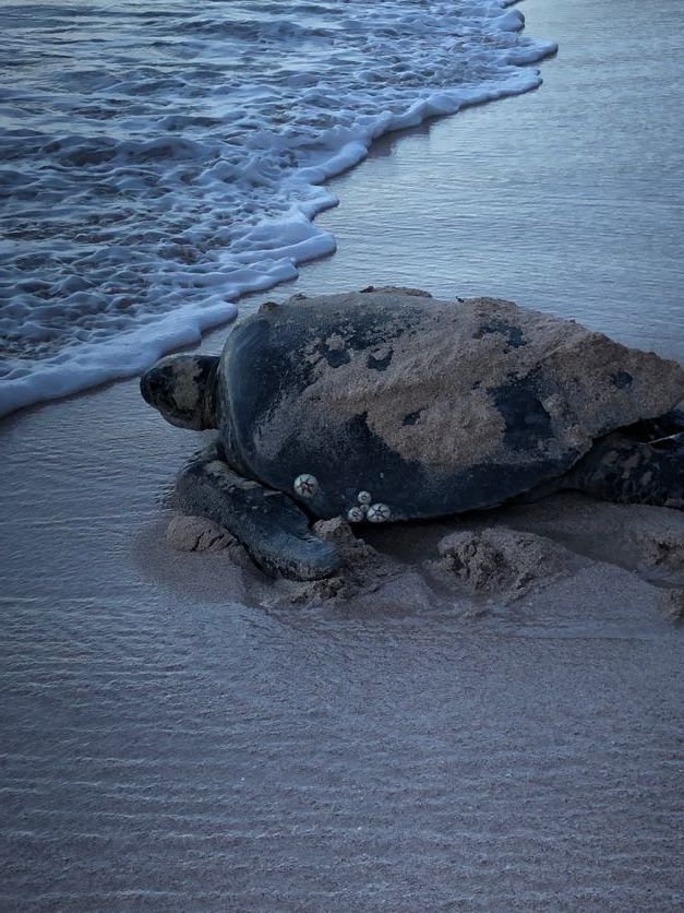 Adult sea turtle returning to sea