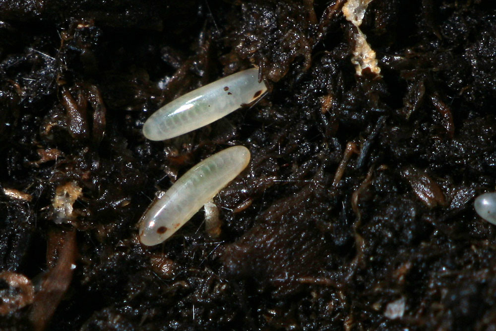 Cricket eggs in substrate