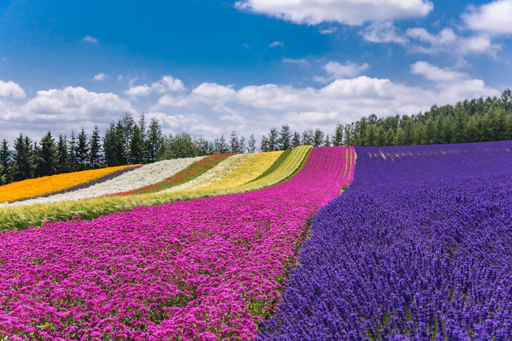 Farm Tomita Flower Fields