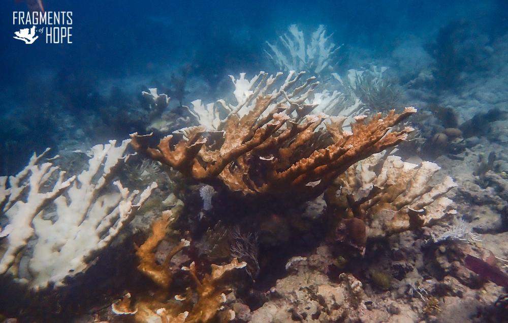 Few consider the silent plight beneath the ocean's surface as the Mesoamerican Barrier Reef thrives beneath Belize's sapphire waters. Stretching 625 miles from Mexico to Honduras, it protects against storms, nurtures marine life, and fuels Belize's tourism.