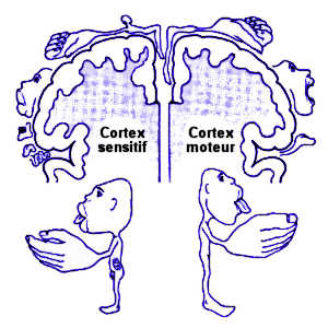cortex somatosensoriel
