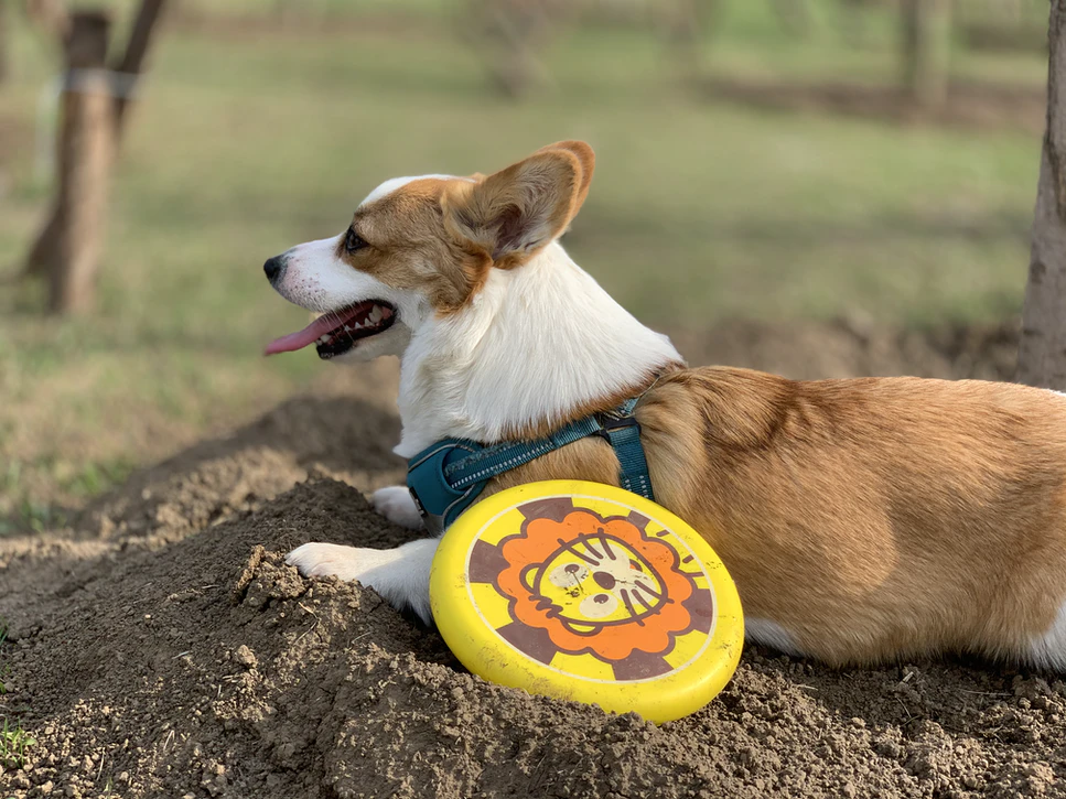 Resting dog with a Frisbee