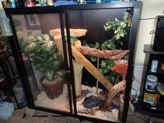 Image result for knight anole enclosure