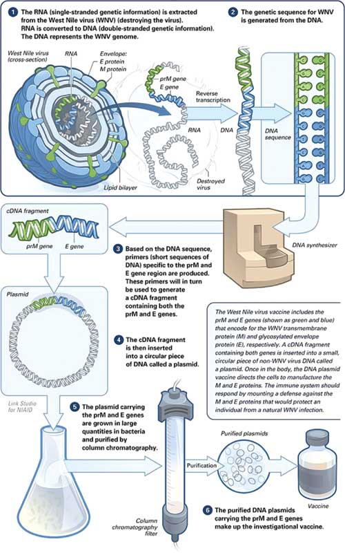 The making of a DNA vaccine. Reprinted with the permission of the National Institute of Allergy and Infectious Diseases [8].