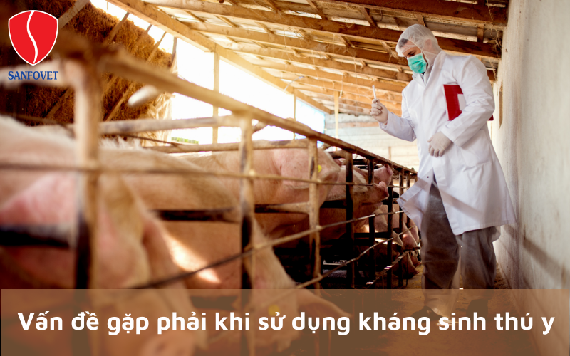 vấn đề gặp phải khi sử dụng kháng sinh thú y