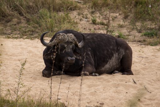 Búfalo deitado na areia. O chifre é repartido e parecem dois topetes no cabelo.