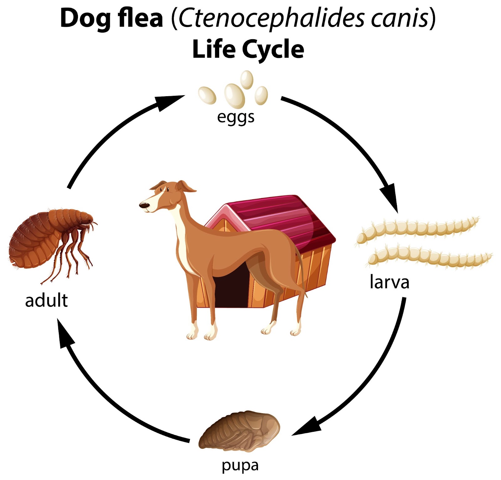 A flea's life cycle from egg to adulthood is 2 to 3 weeks.