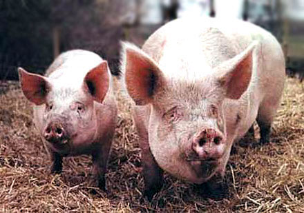 Male and female pigs