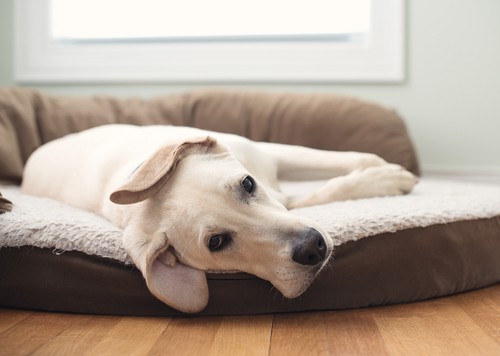 Cama ortopédica para perros que es ideal para perros con problemas en las articulaciones o displasia de cadera.