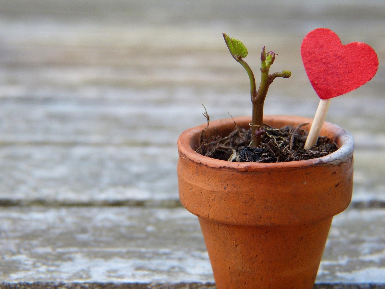 Autoestima - Protagonize Cursos - Vaso de planta em crescimento com coração ao lado