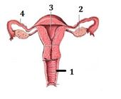 Jalannya sel telur sejak dibentuk sampai menjadi embrio secara berurutan dimulai dari …