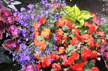 Multiple colors and varieties, shade-loving plants