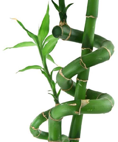 https://cf.ltkcdn.net/feng-shui/images/slide/195015-500x600-slide-8.jpg