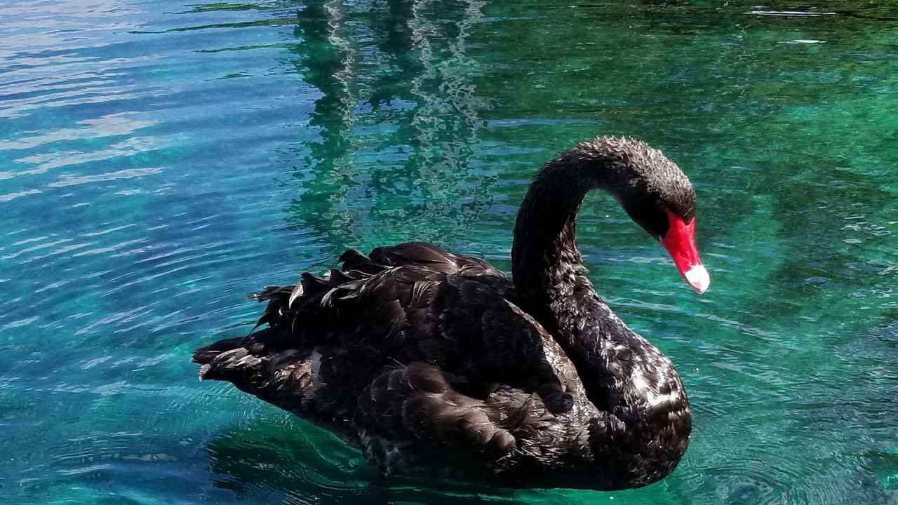 black swan atau angsa hitam