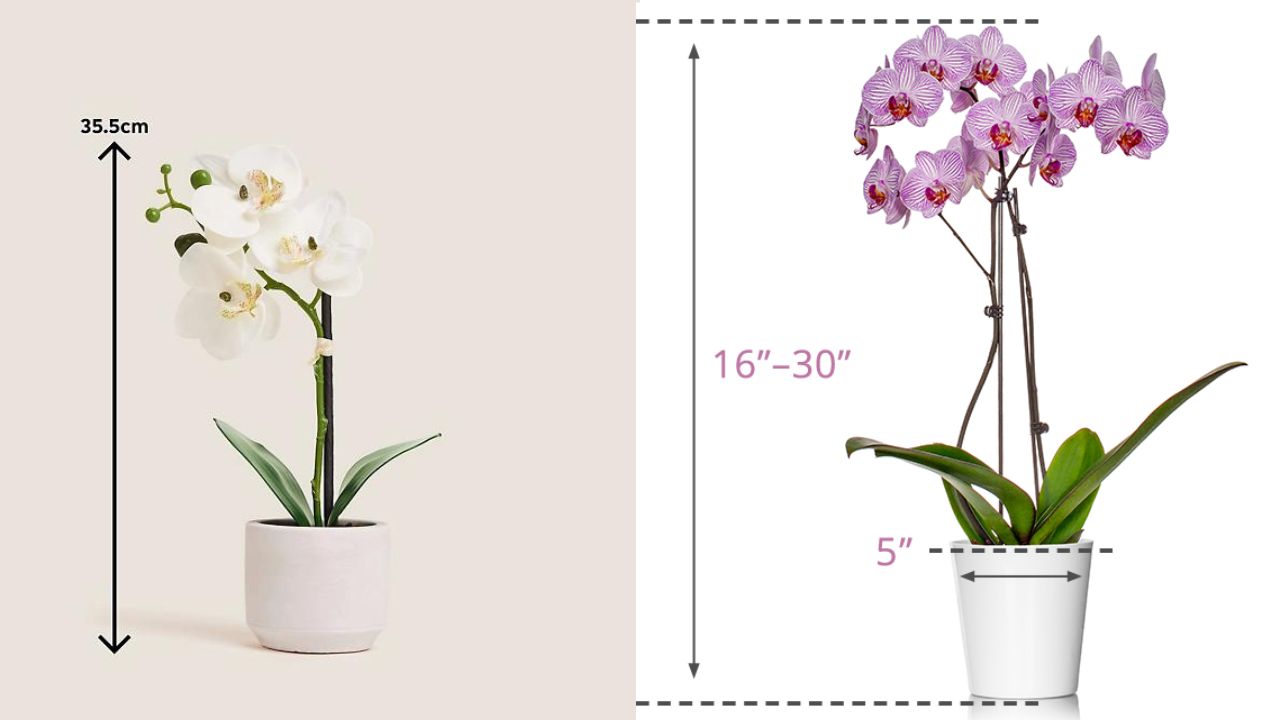 What Are The Different Types Of Orchids?