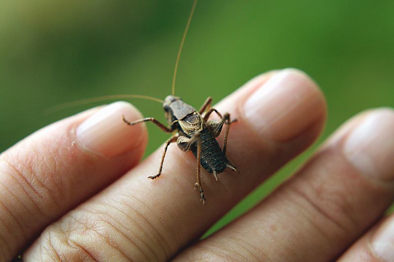 Cricket on fingers