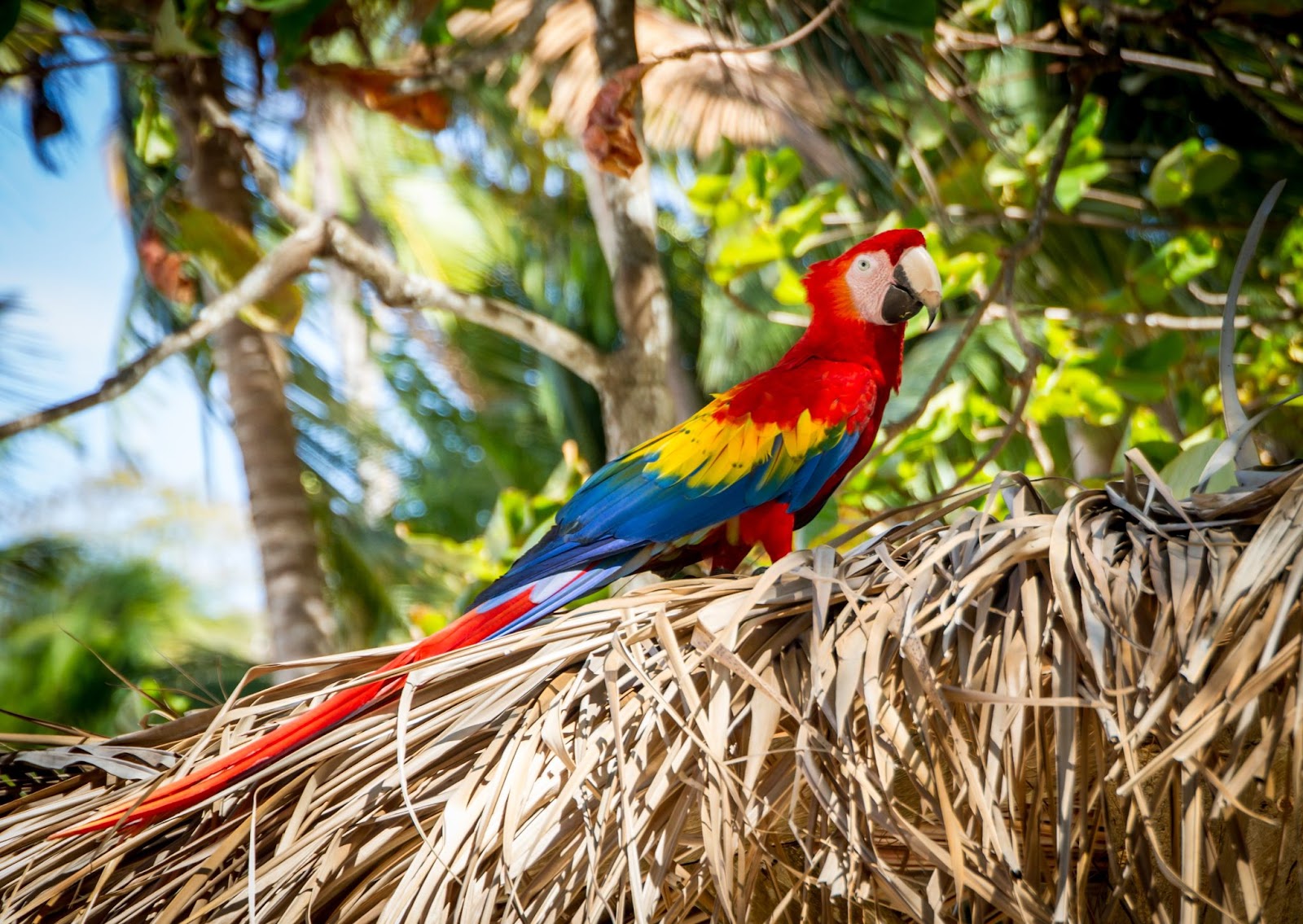 Costa Rica tips for traveling for expats